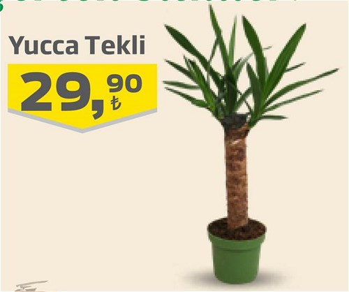 Yucca Tekli image