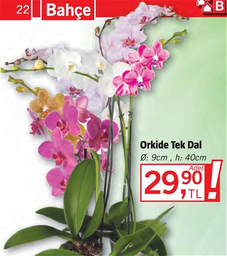 Orkide Tek Dal 9 cm h:40cm image