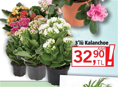 3'lü Kalanchoe image