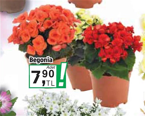 Begonia image