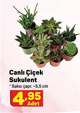 Canlı Çiçek Sukulent image