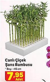 Canlı Çiçek Şans Bambusu 45 cm image