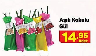 Aşılı Kokulu Gül image