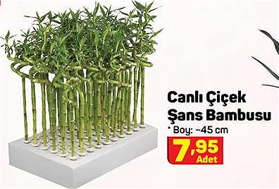 Canlı Çiçek Şans Bambusu Boy: 45 cm image