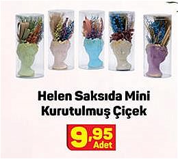 Helen Saksıda Mini Kurutulmuş Çiçek image