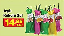 Aşılı Kokulu Gül image