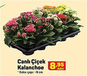 Canlı Çiçek Kalanchoe image