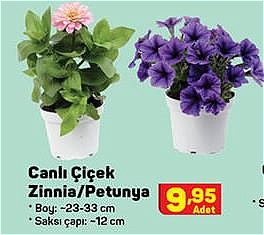 Canlı Çiçek Zinnia/Petunya 23-33 cm image