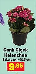 Canlı Çiçek Kalanchoe image