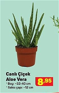 Canlı Çiçek Aloe Vera Boy: 32-40 cm image