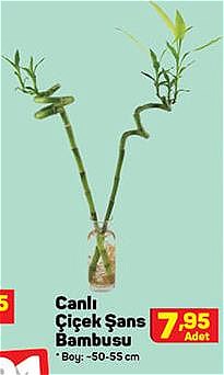 Canlı Çiçek Şans Bambusu Boy: 50-55 cm image