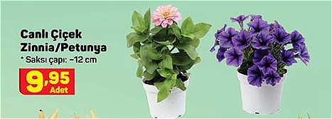Canlı Çiçek Zinnia/Petunya image