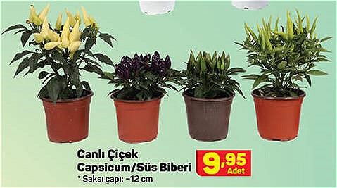 Canlı Çiçek Capsicum/Süs Biberi image