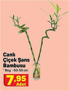 Canlı Çiçek Şans Bambusu 45 cm image