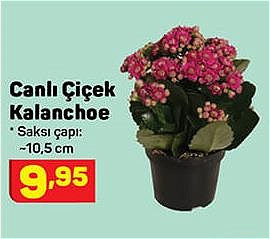 Canlı Çiçek Kalanchoe image