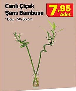 Canlı Çiçek Şans Bambusu  image