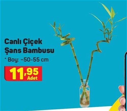 Canlı Çiçek Şans Bambusu image