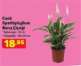 A101 Canlı Spathiphyllum Barış Çiçeği