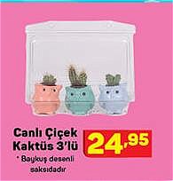 Canlı Çiçek Kaktüs 3'lü image