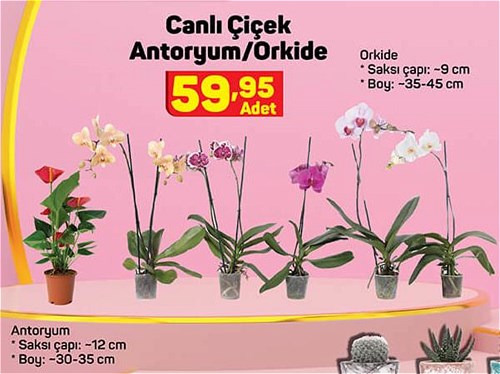 Canlı Çiçek Antoryum/Orkide image