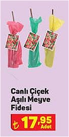 Canlı Çiçek Aşılı Meyve Fidesi image