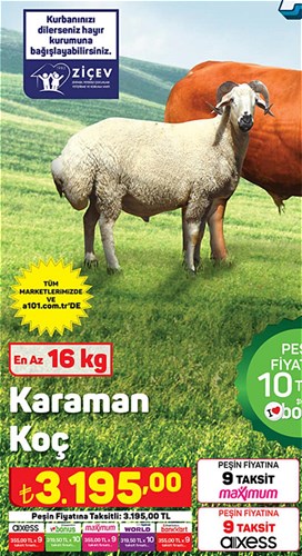 Karaman Koç En Az 16 kg image