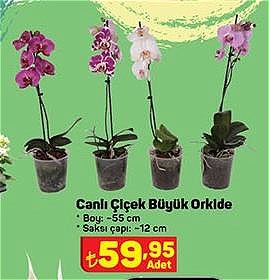 Canlı Çiçek Büyük Orkide image