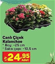 Canlı Çiçek Kalanchoe image