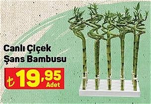 Canlı Çiçek Şans Bambusu image