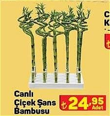 Canlı Çiçek Sans Bambusu image