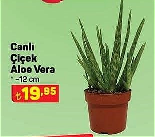 Canlı Çiçek Aloe Vera 12 cm image