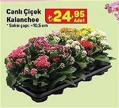 Canlı Çiçek Kalanchoe image