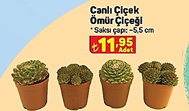 Canlı Çiçek Ömür Çiçeği image