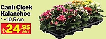 Canlı Çiçek Kalanchoe 10,5 cm image