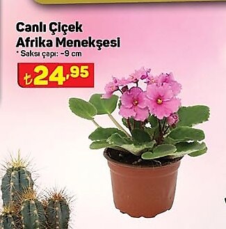 Canlı Çiçek Afrika Menekşesi  image