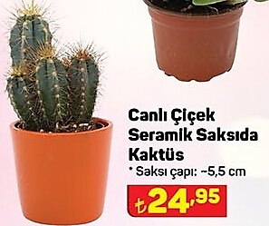 Canlı Çiçek Seramik Saksıda Kaktüs  image