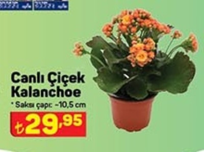 Canlı Çiçek Kalanchoe image