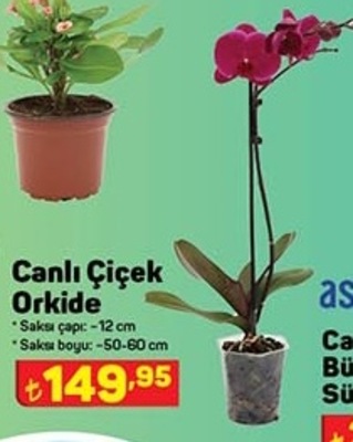 Canlı Çiçek Orkide image