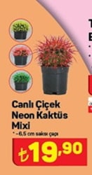 Canlı Çiçek Neon Kaktüs Mixi 6,5 cm Saksı Çapı image