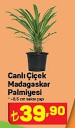 Canlı Çiçek Madagaskar Palmiyesi 8,5 cm Saksı Çapı image