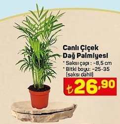 Canlı Çiçek Dağ Palmiyesi image