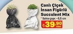 Canlı Çiçek İnsan Figürlü Succulent Mix 5,5 cm image