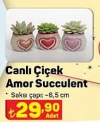 Canlı Çiçek Amor Succulent image