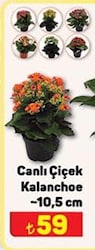 Canlı Çiçek Kalanchoe 10,5 cm image