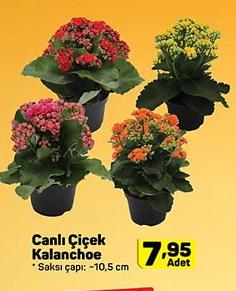 Canlı Çiçek Kalanchoe image