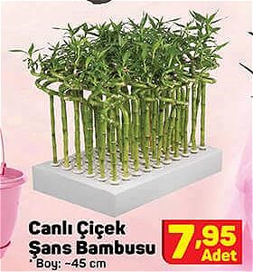 Canlı Çiçek Şans Bambusu 45 cm image