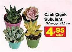 Canlı Çiçek Sukulent image