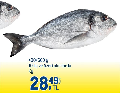 Çipura 400/600 g 10 kg ve Üzeri Alımlarda Kg image