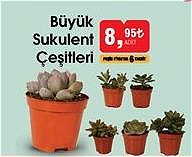 Büyük Sukulent Çeşitleri/Adet image