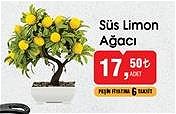 Süs Limon Ağacı image